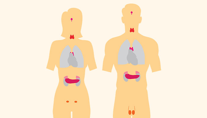 endocrine system