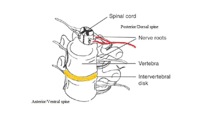 Causes of Lower Back Pain